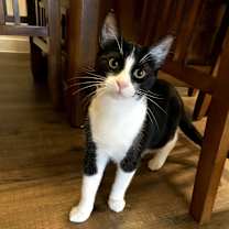 Thumbnail photo of Violet #1