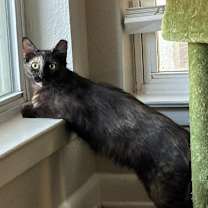 Thumbnail photo of Priscilla #2