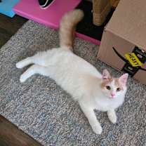 Thumbnail photo of Augustus  #1