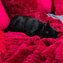 Thumbnail photo of Goose #2