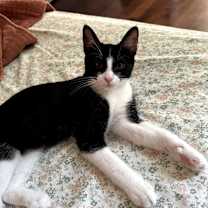 Thumbnail photo of Violet #4