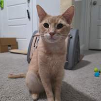 Thumbnail photo of Cheezit #3