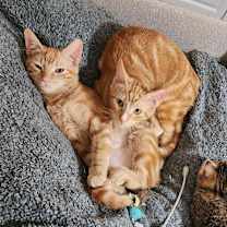 Thumbnail photo of Poblano #4