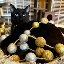 Thumbnail photo of Sonic #4