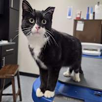 Thumbnail photo of Sylvester #2