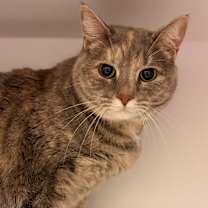 Thumbnail photo of Fern Camellia #1