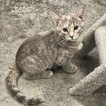 Thumbnail photo of Fern Camellia #2