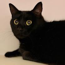 Thumbnail photo of Agness Laika #1