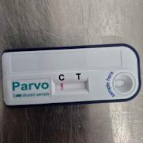 Thumbnail photo of Tilly(PETCO DUNN) #2