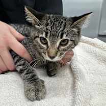 Thumbnail photo of Kittens #3