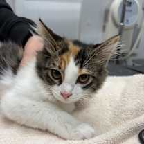 Thumbnail photo of Kittens #4