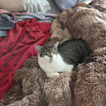 Thumbnail photo of Special #3