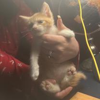 Thumbnail photo of Tom and Jerry #2