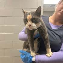 Thumbnail photo of Snuggles #1