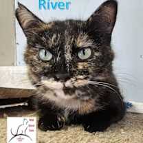 Thumbnail photo of River #3