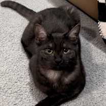 Thumbnail photo of Junie #3