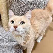 Thumbnail photo of Bailey #1