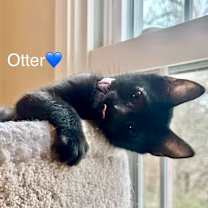 Thumbnail photo of Otter #1