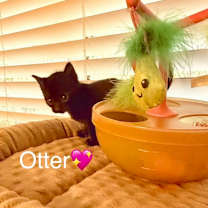 Thumbnail photo of Otter #2