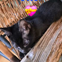 Thumbnail photo of Otter #3