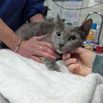 Thumbnail photo of Paisley #1