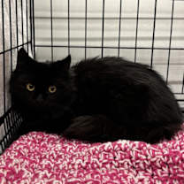 Thumbnail photo of Noir #1