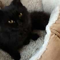 Thumbnail photo of Noir #2