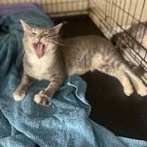 Thumbnail photo of Jokia #2