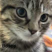 Thumbnail photo of Bosco #3