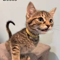 Thumbnail photo of Bosco #4