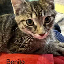 Thumbnail photo of Benito #1