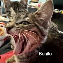 Thumbnail photo of Benito #4