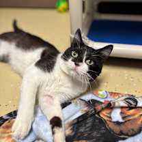 Thumbnail photo of Bladerunner #4