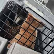 Thumbnail photo of 60034412 #2