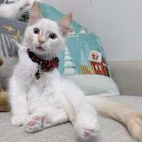 Thumbnail photo of Bones #1