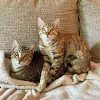 Thumbnail photo of Carmela #3