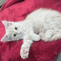 Thumbnail photo of Maple #2