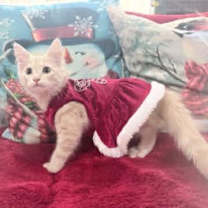 Thumbnail photo of Maple #3