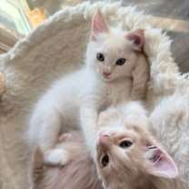 Thumbnail photo of Maple #4