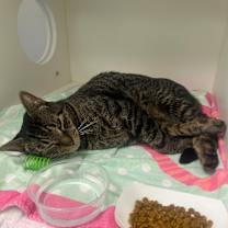 Thumbnail photo of Ajax #2