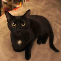 Thumbnail photo of Nala #1