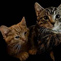 Thumbnail photo of Cinna #2