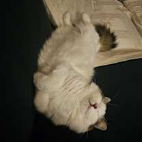 Thumbnail photo of Raichu #4