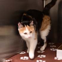 Thumbnail photo of S Cat 25-1227 #3