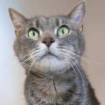 Thumbnail photo of Sir Gus (In Foster) #1