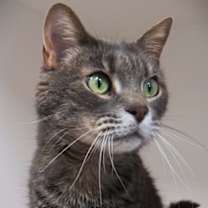 Thumbnail photo of Sir Gus (In Foster) #2