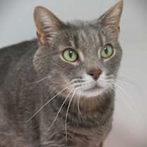 Thumbnail photo of Sir Gus (In Foster) #3