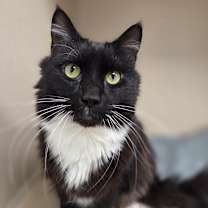 Thumbnail photo of Mojito #1