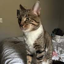 Thumbnail photo of Baxter #3