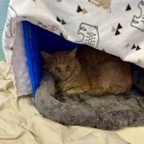 Thumbnail photo of Biscuit #1